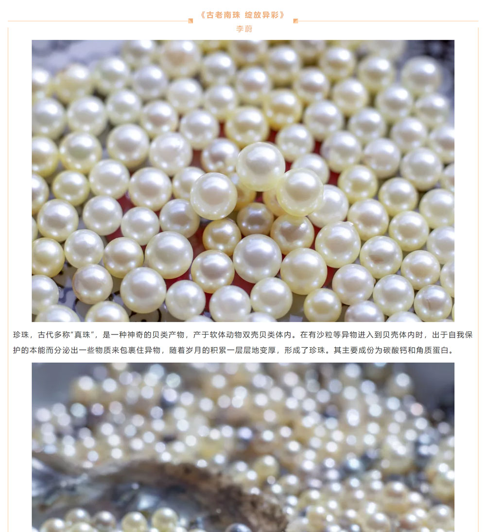 古老南珠，綻放異彩